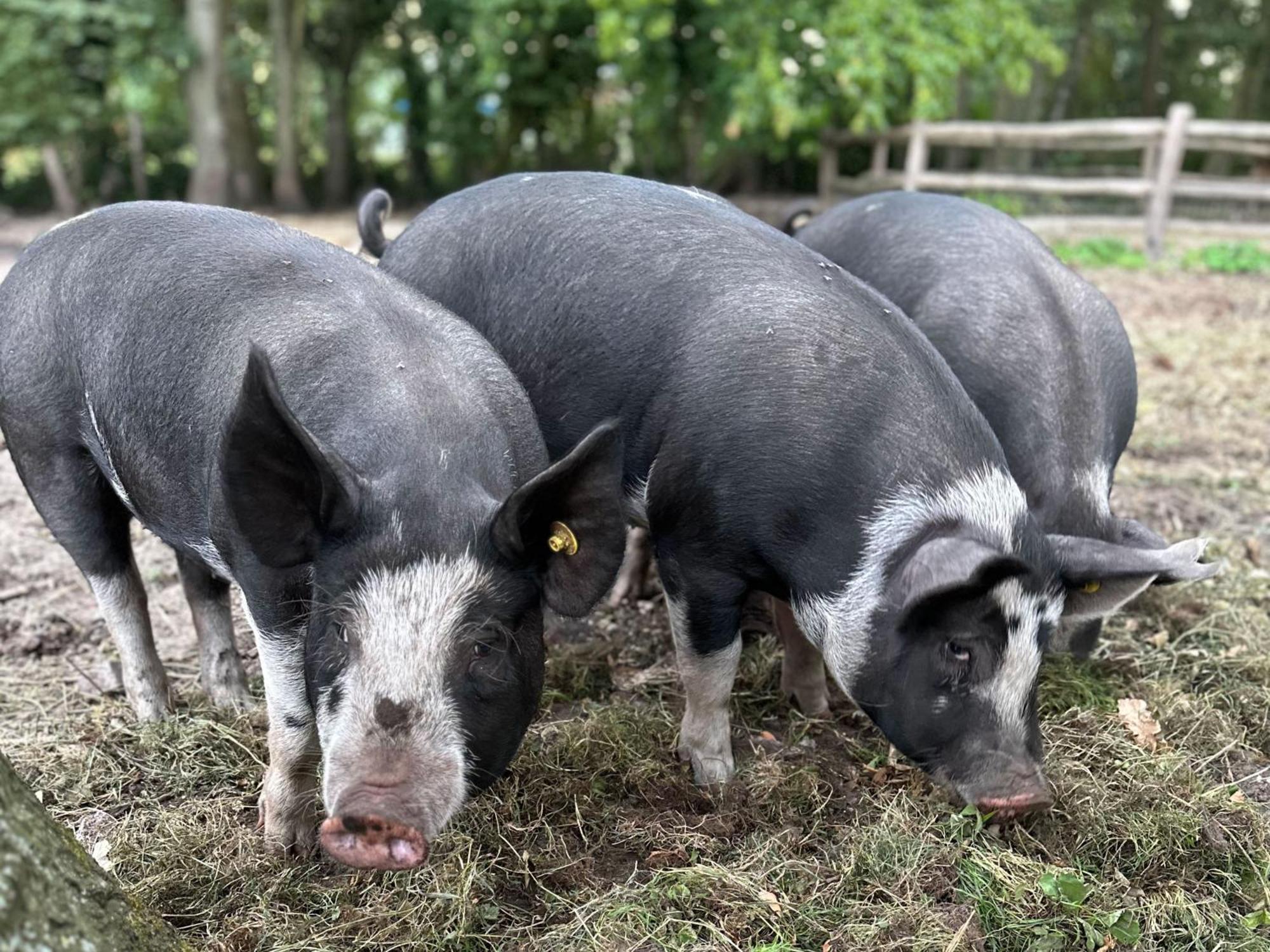 The Butchersfarm * Ter Aar